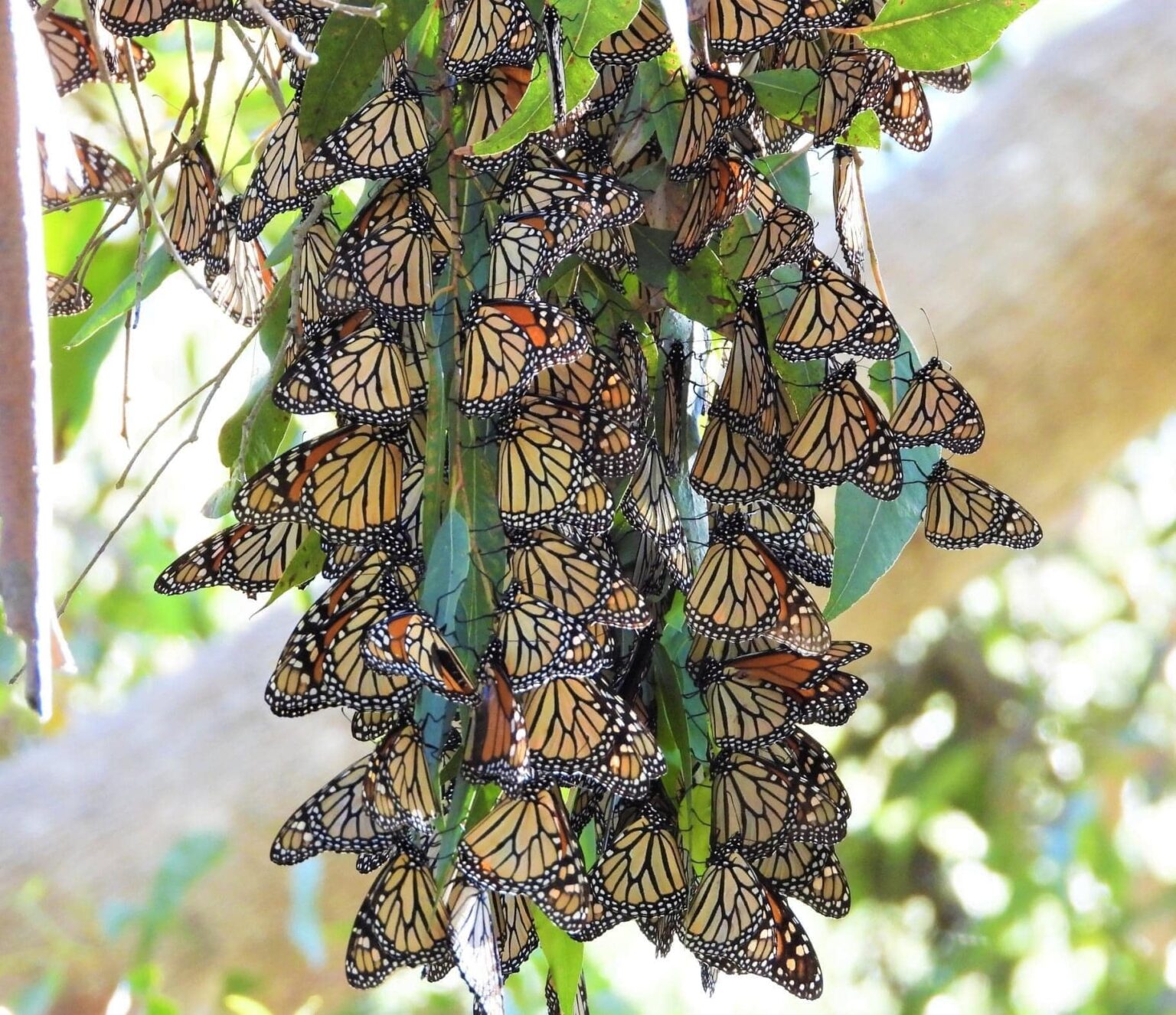 Cu Ndo Visitar A La Mariposa Monarca Michoac N