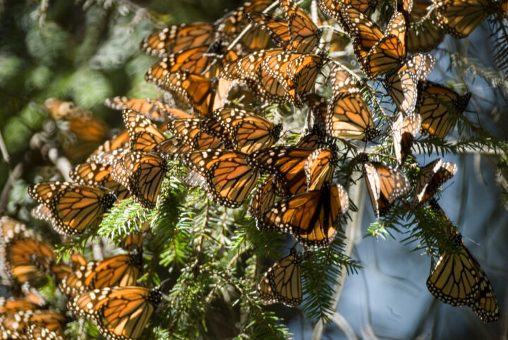10 cosas que no sabías de la Mariposa Monarca