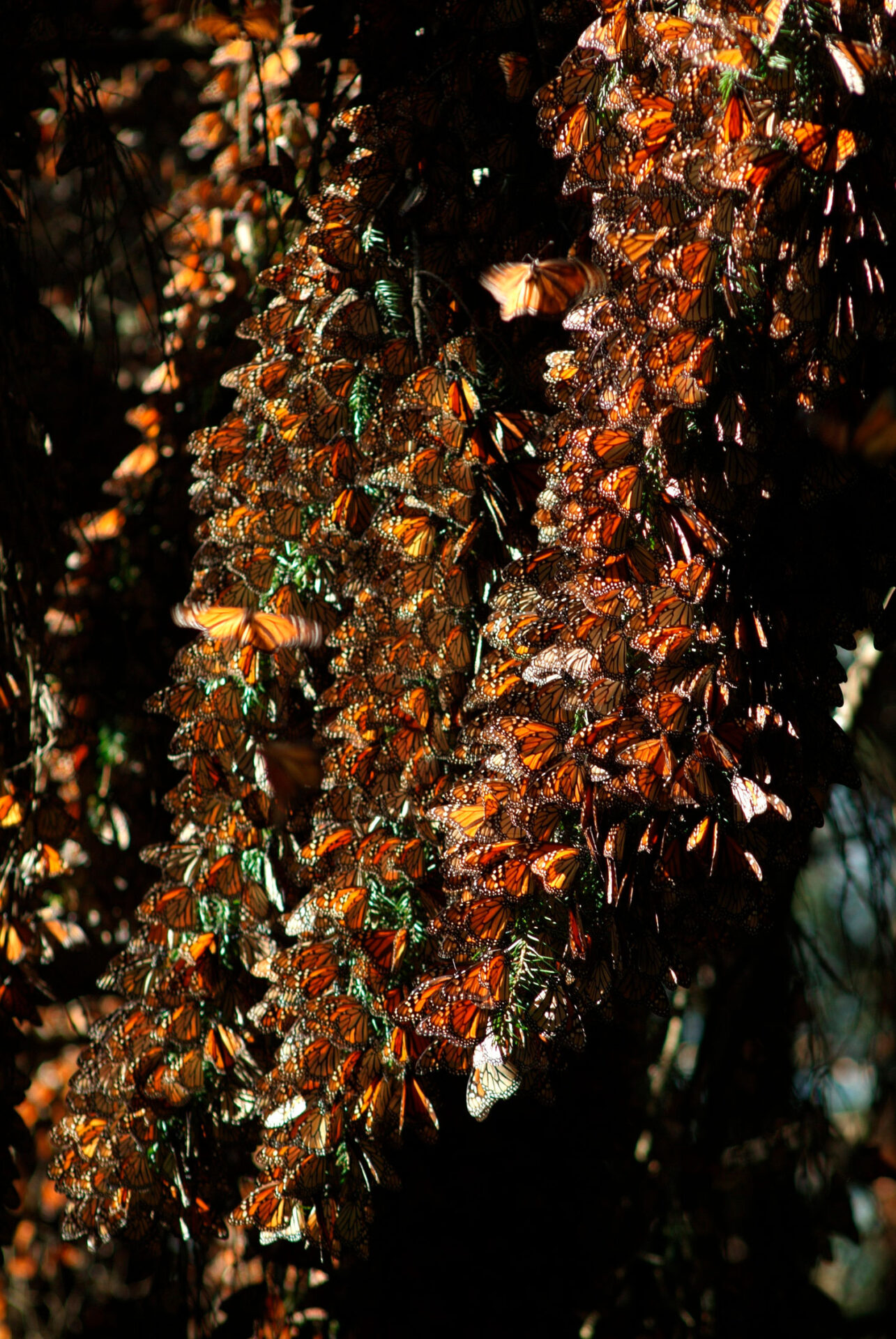 oyamel-mariposa-monarca