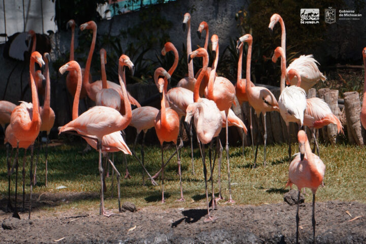 Conoce la bandada de 60 flamencos rosados del Zoológico de Morelia