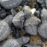 Tortugas chicas