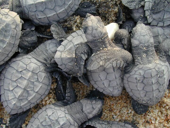 Tortugas marinas en la Costa de Michoacán