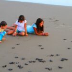 liberacion-de-tortugas