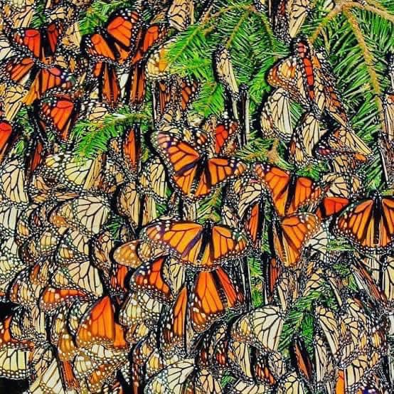 ¿Cuándo visitar a la Mariposa Monarca?